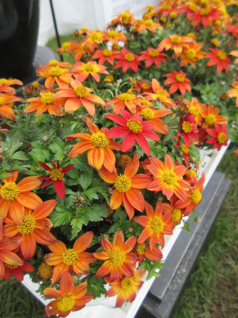 Bidens "Campfire Flame" (Bidens Hybrid)