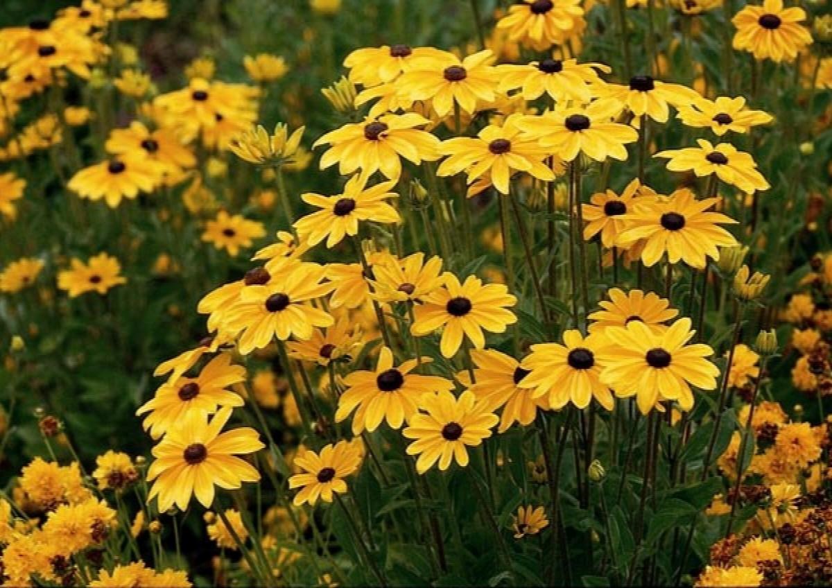 Rudbeckia Hirta "Indian Summer" (Black Eyed Susan)