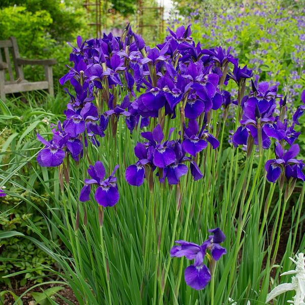 Iris Siberica "Caesar's Brother" (Siberian Iris)