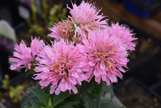 Bee Balm (Monarda didyma) - Sugar Buzz® Pink Frosting