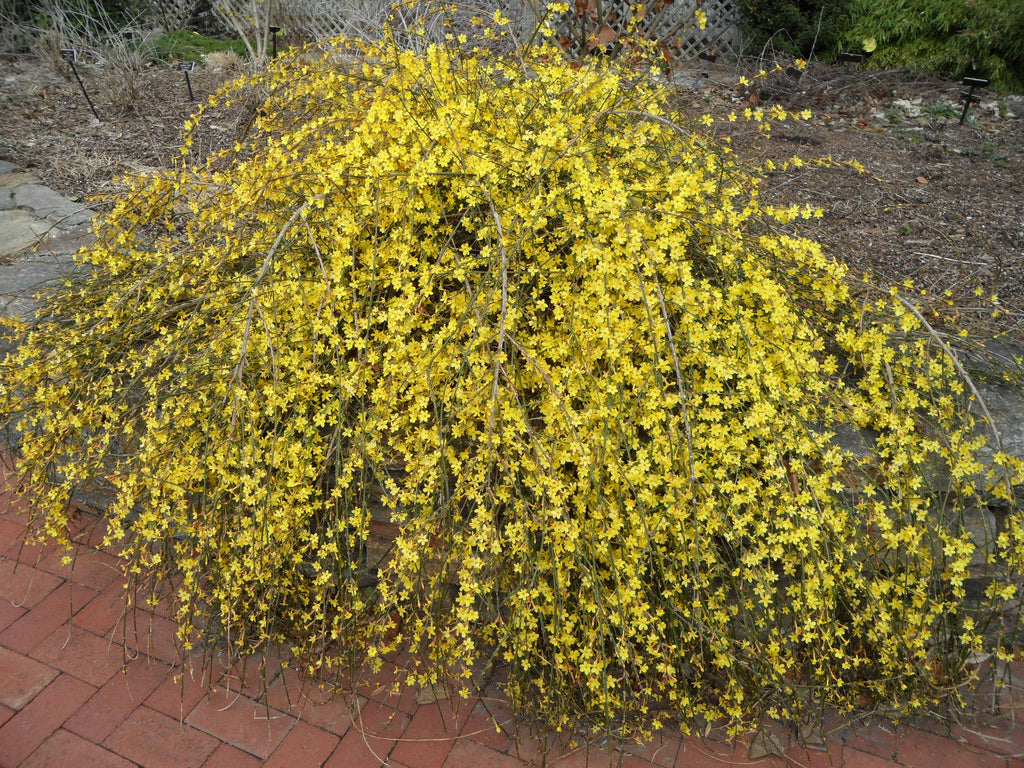 Winter Jasmine (Jasminum Nudiflorum)