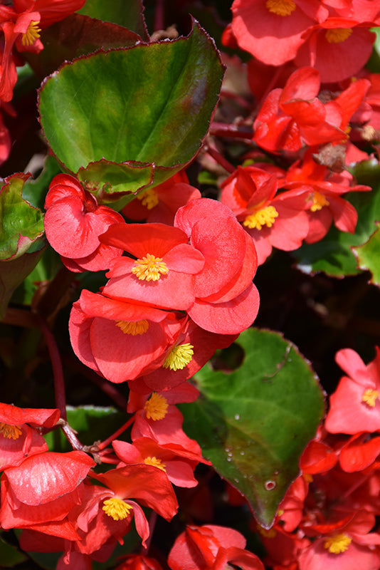 Begonia (Begonia x Benaratensis) Big Series - Red