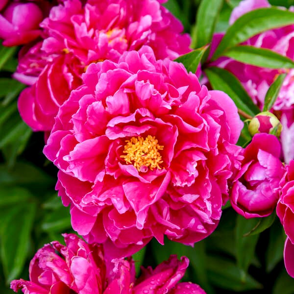 Paeonia  "Karl Rosenfield" (Karl Rosenfield Peony)