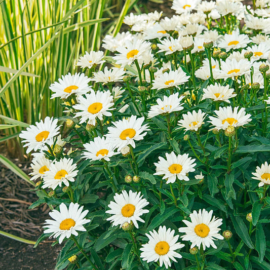 Leucanthemum "Daisy May" (Shasta Daisy)