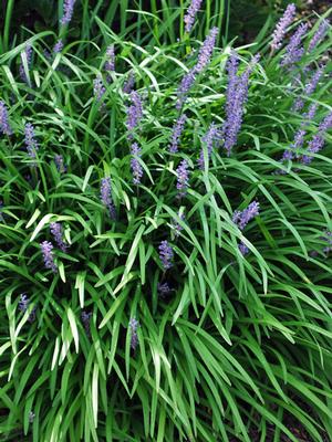 Liriope Muscari "Big Blue" (Lilyturf, Monkey Grass)