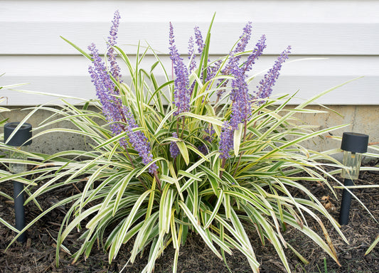 Liriope Muscari "Variegata" (Variegated Lillyturf, Monkey Grass)