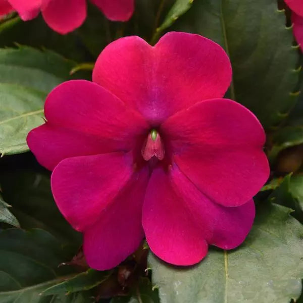 New Guineau Solarscape Impatiens (Impatiens Hybrida) - Magenta Bliss