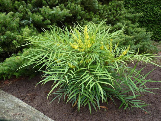 Mahonia Eurybracteata "Soft Caress" (Soft Caress Mahonia)