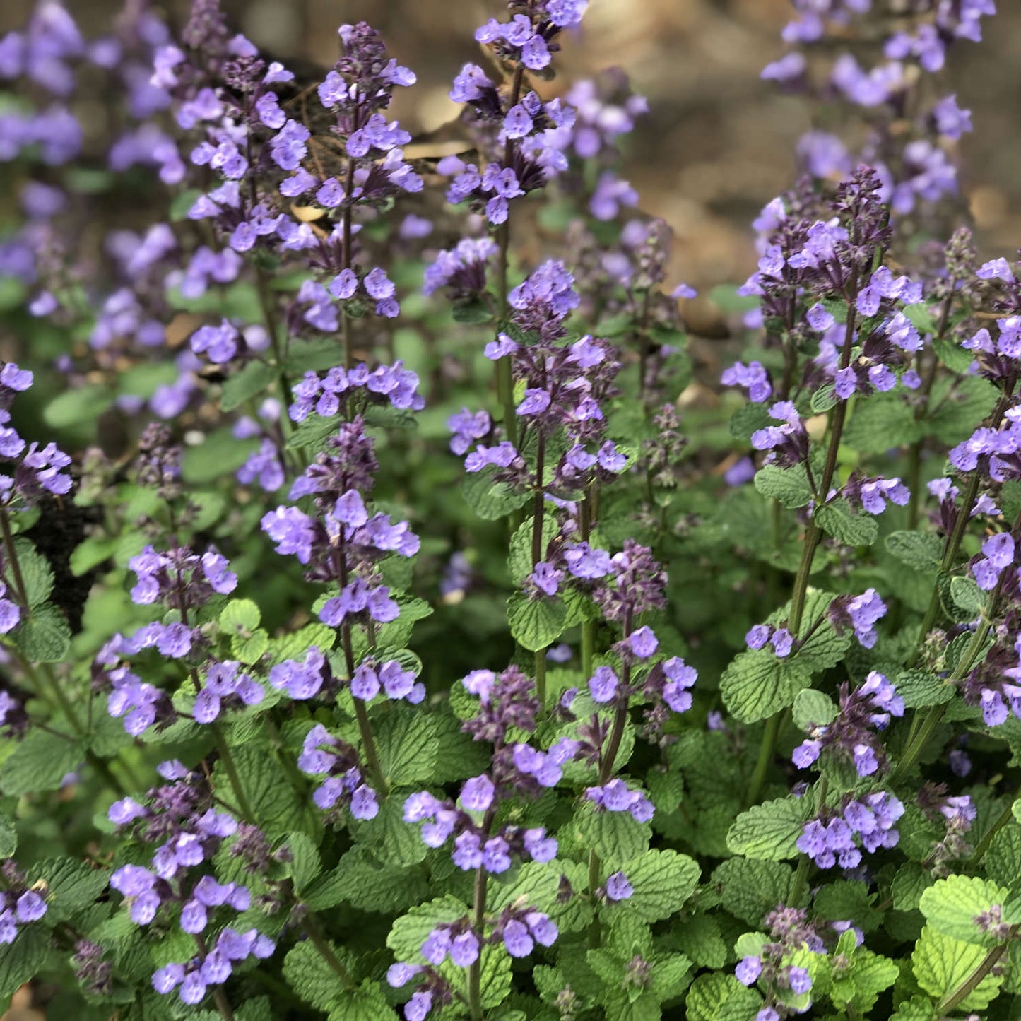 Nepeta "Cat's Pajamas" (Catmint)