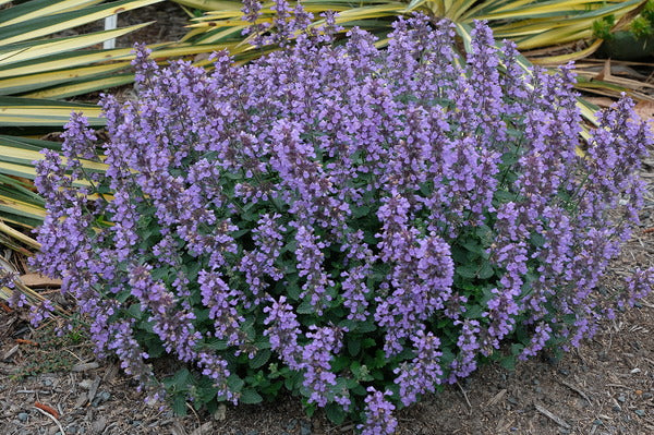 Nepeta "Cat's Pajamas" (Catmint)