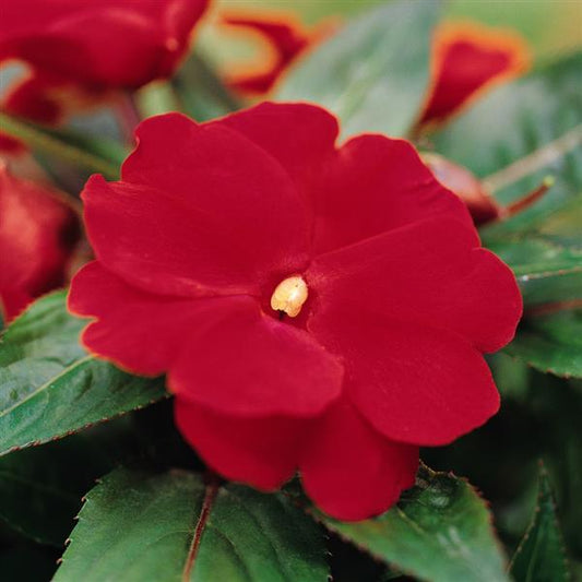 New Guinea Sunpatiens Impatiens (Impatiens hawkeri) Deep Red