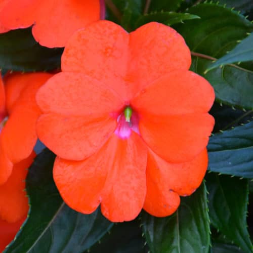 New Guinea Solarscape Impatiens (Impatiens hawkeri) - Orange Burst