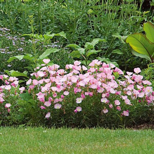 Oenothera "Siskiyou" (Evening Primrose)