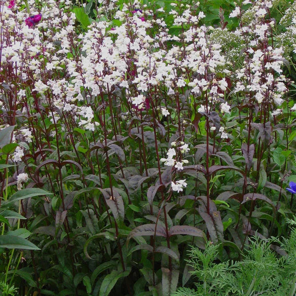 Penstamon Digitalis "Husker Red" (Foxglove Beardtongue)