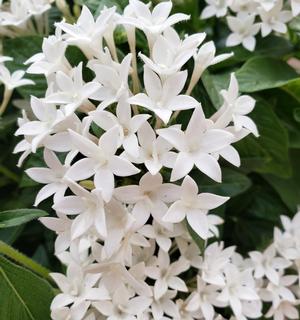 Penta "Graffiti Series White (Pentas lanceolata)