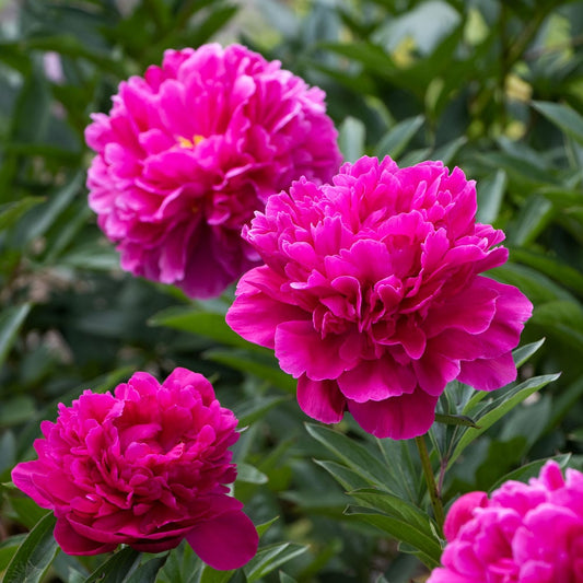 Paeonia "Kansas" (Kansas Peony)