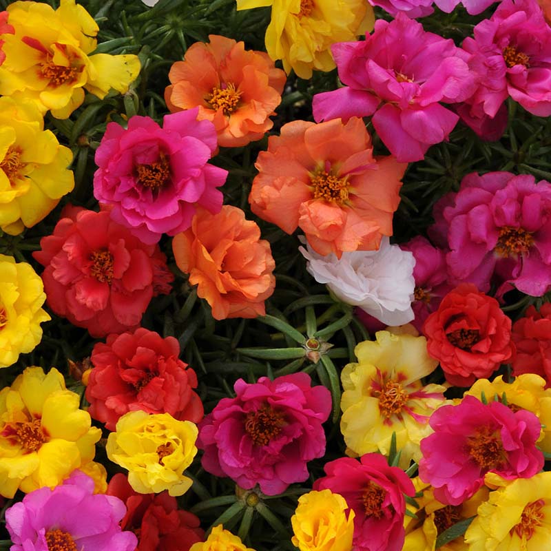 Portulaca "Happy Hour Series Mix" (Portulaca grandiflora)