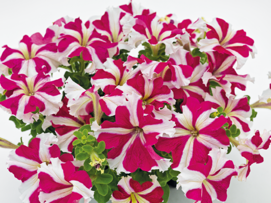 Petunia (Petunia x) Rose Star