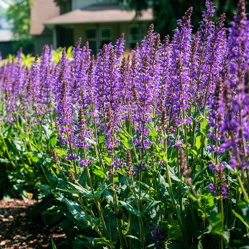 Salvia Nemorosa "Blue By You" (Meadow Sage)