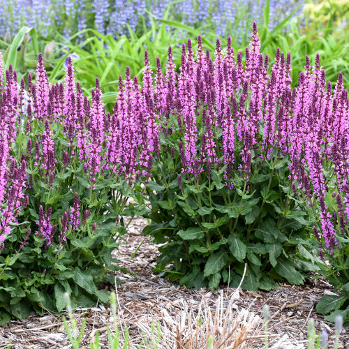 Perennial Sage "Profusion Pink" (Salvia Nemorosa)