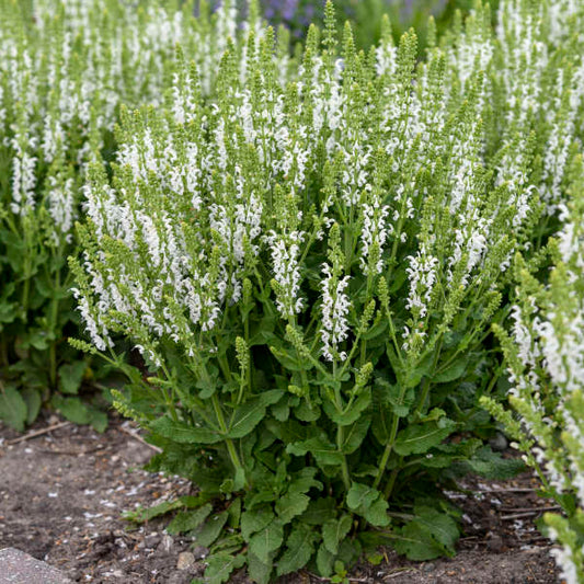 Perennial Sage "White Profusion" (Salvia Nemorosa)