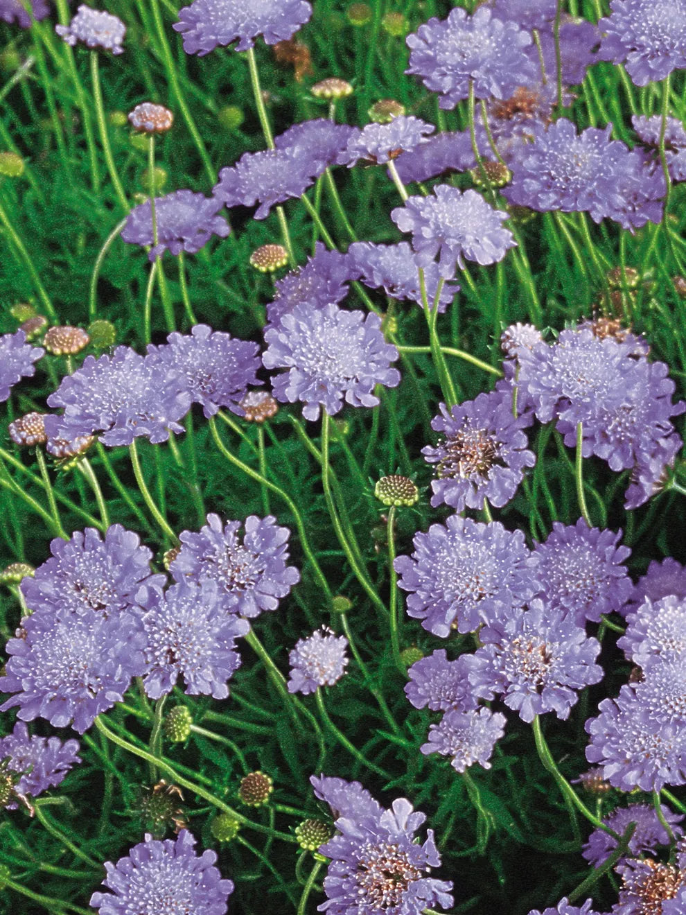 Scabiosa "Butterfly Blue" (Pincushion Flower)