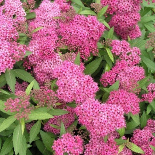 Spiraea Japonica "Anthony Waterer" Spirea