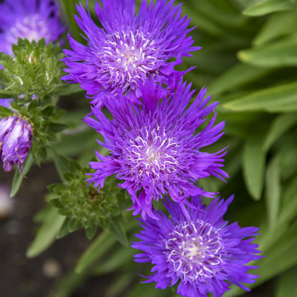 Stokesia Laevis "Honeysong Purple" (Stokes Aster)