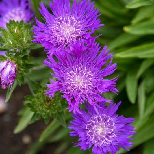 Stokesia Laevis "Honeysong Purple" (Stokes Aster)