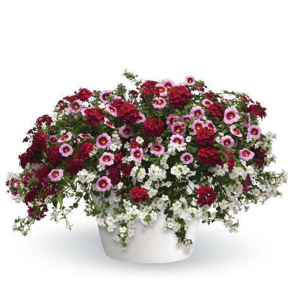 Hanging Basket- Strawberry Shortcake