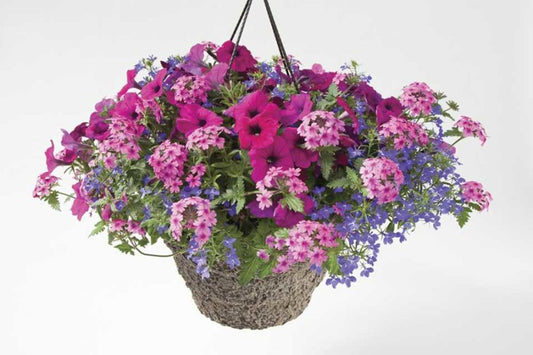 Hanging Basket - Night in Pompeii