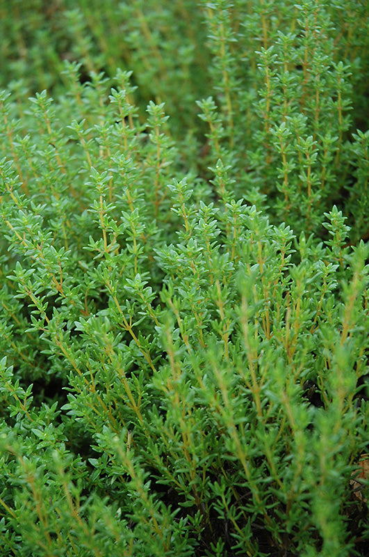 Thyme (Thymus vulgaris)