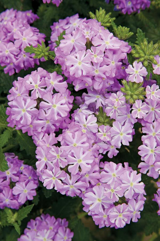 Verbena "Lanai  Lavender Star" (Verbena Hybrida)