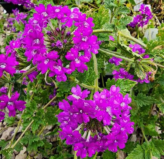 Verbena Canadensis "Homestead Purple" (Purple Verbena)