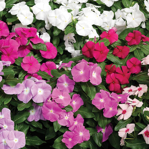 Vinca (Catharanthus roseus) - XDR Mix