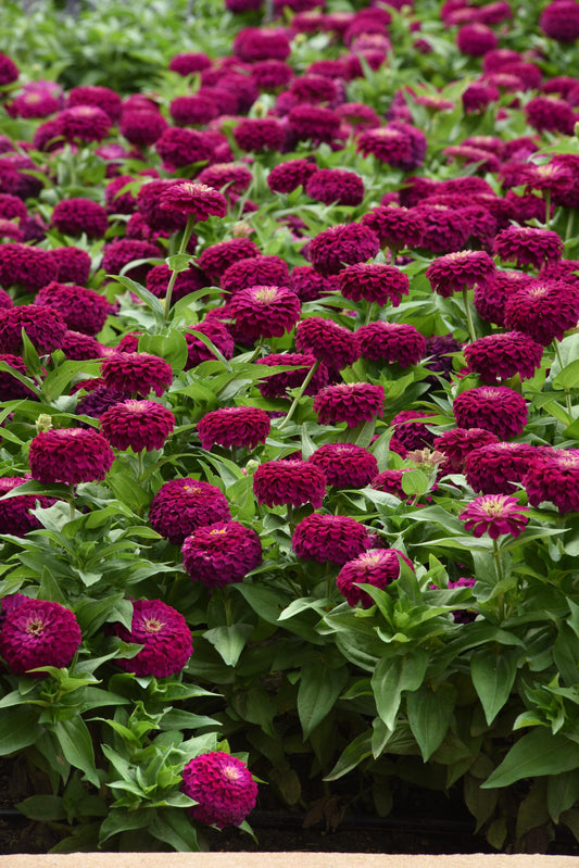 Zinnia (Zinnia Elegans) - Zesty Purple