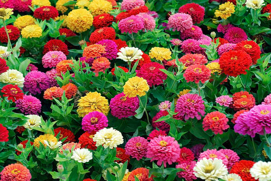 Zinnia (Zinnia elegans) - Dreamland Mix