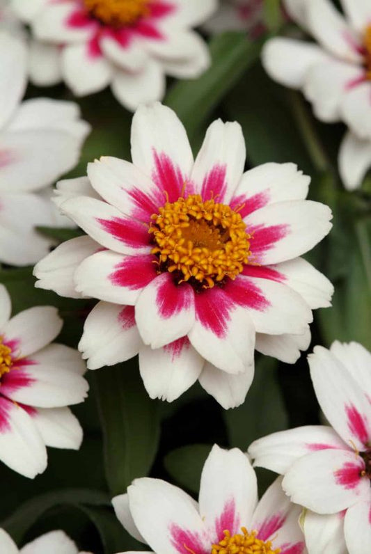 Zinnia Zahara Starlight Rose (Zinnia Marylandica)