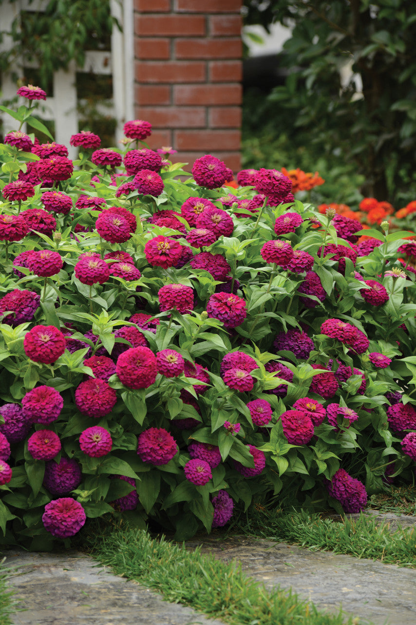 Zinnia (Zinnia Elegans) - Zesty Purple