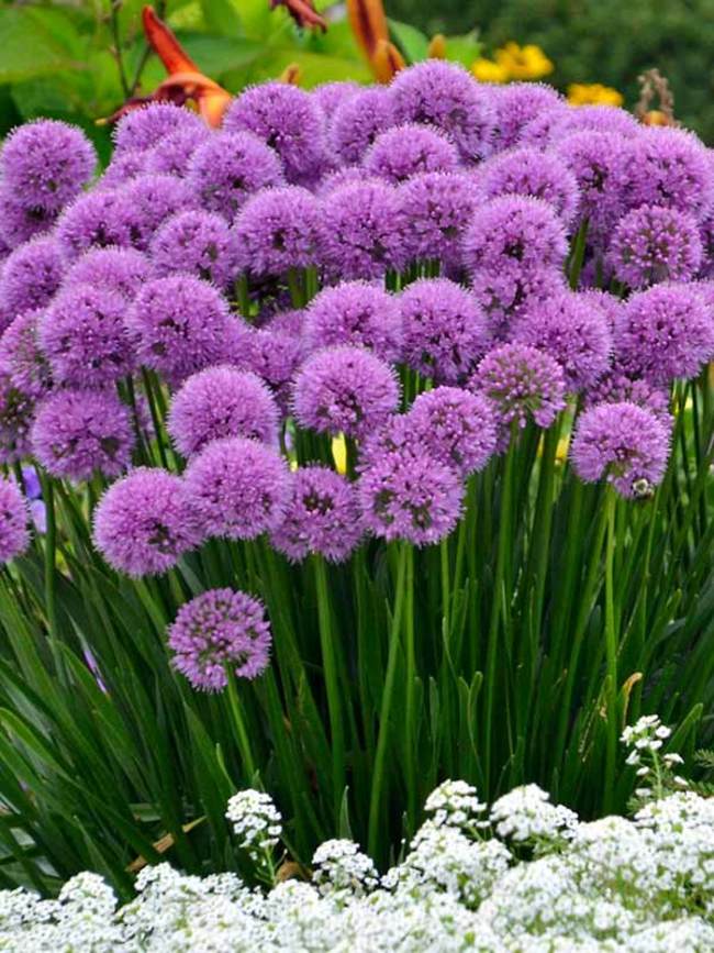 Allium Millenium (Ornamental Onion)