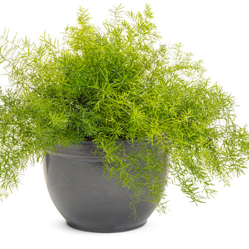 Asparagus Fern (Asparagus sprengeri)