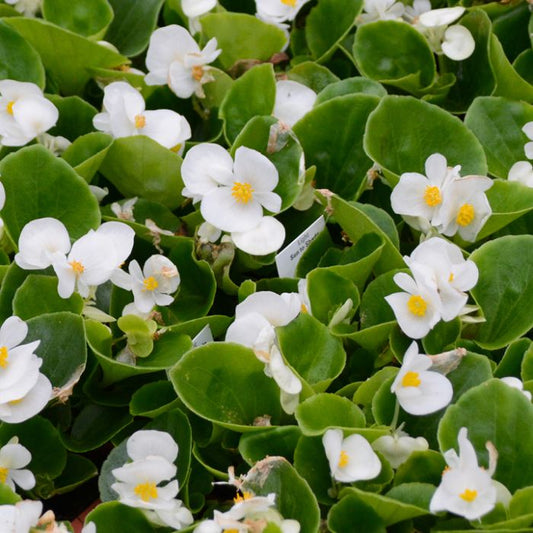 Begonia (Begonia Semperflorens) Bada Bing Series - White