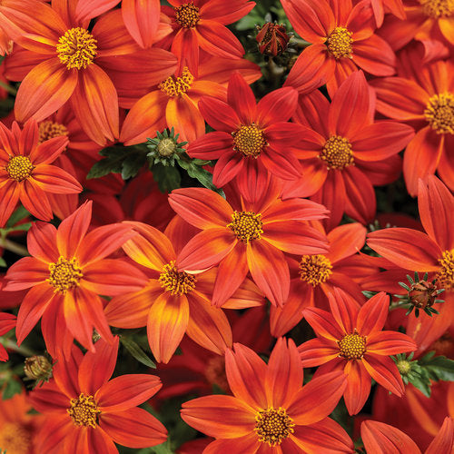 Bidens "Campfire Flame" (Bidens Hybrid)