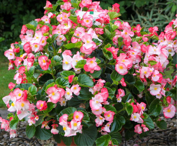 Begonia Tophat™ Bicolor - Rose