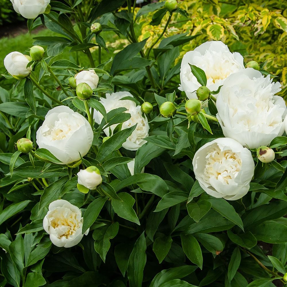 Paeonia "Duchess De Nemours" (Duchess De Nemours Peony)