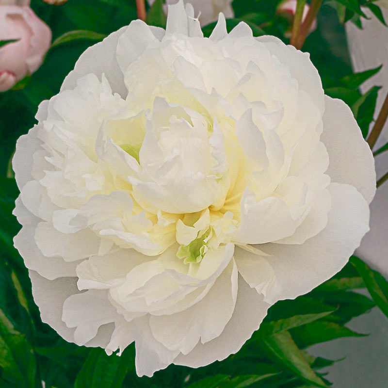 Paeonia "Duchess De Nemours" (Duchess De Nemours Peony)