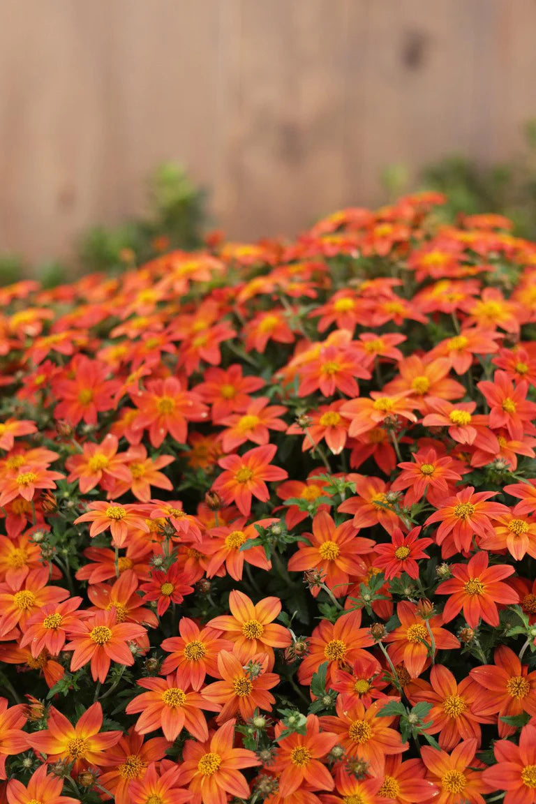 Bidens "Campfire Flame" (Bidens Hybrid)