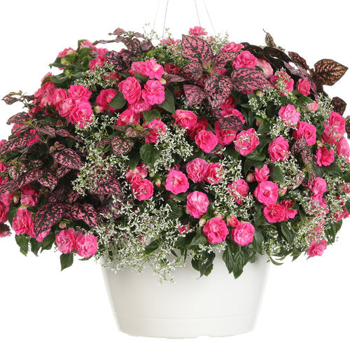 Hanging Basket - Gloria Rose