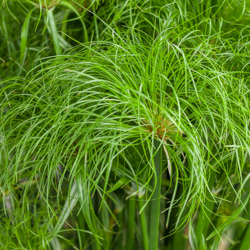 Cyperus  Papyrus "Prince Tut" (Dwarf Egyptian Papyrus)