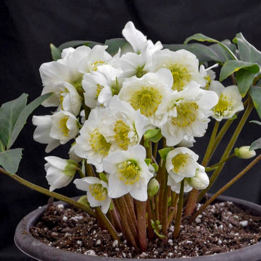 Helleborus "Snow Bells" (Lenten Rose, Hellebore)